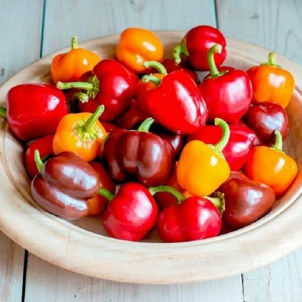 تصویر 3 از قیمت خرید فلفل دلمه ای مینیاتوری + فروش ویژه
